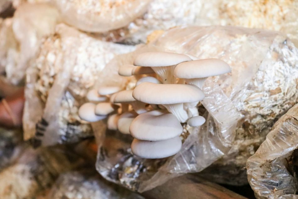 Culture urbaine de champignons : la révolution verte dans les villes modernes